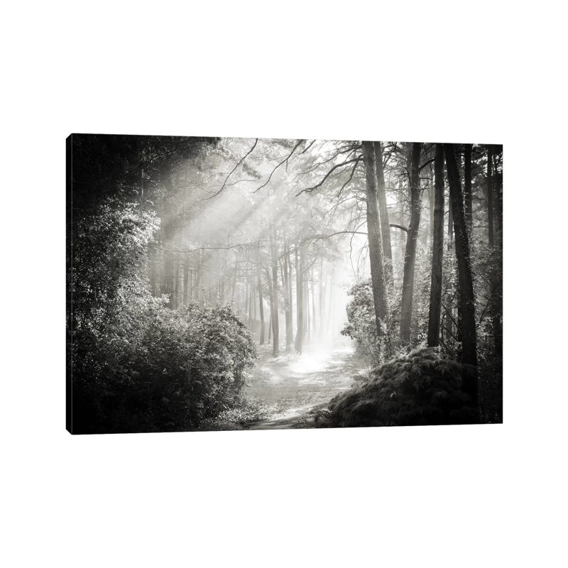 Into The Forest II by Dorit Fuhg - Wrapped Canvas Print, 20.32 cm H x 30.48 cm W, Wrapped Canvas