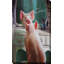 Affirmation par Lucia Heffernan - Peinture-785744387-785744397