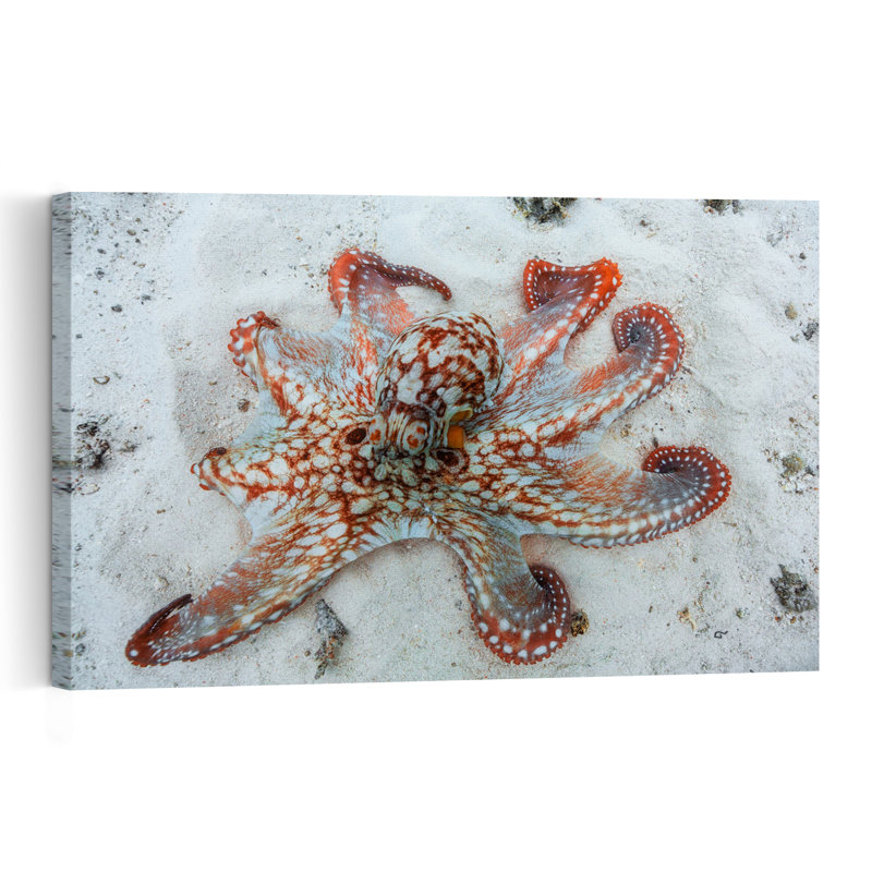 Speckled Octopus On Sand Contemporary Octopus Nature Ocean Wall Art Print 1 Piece Wrapped Canvas Wall Art