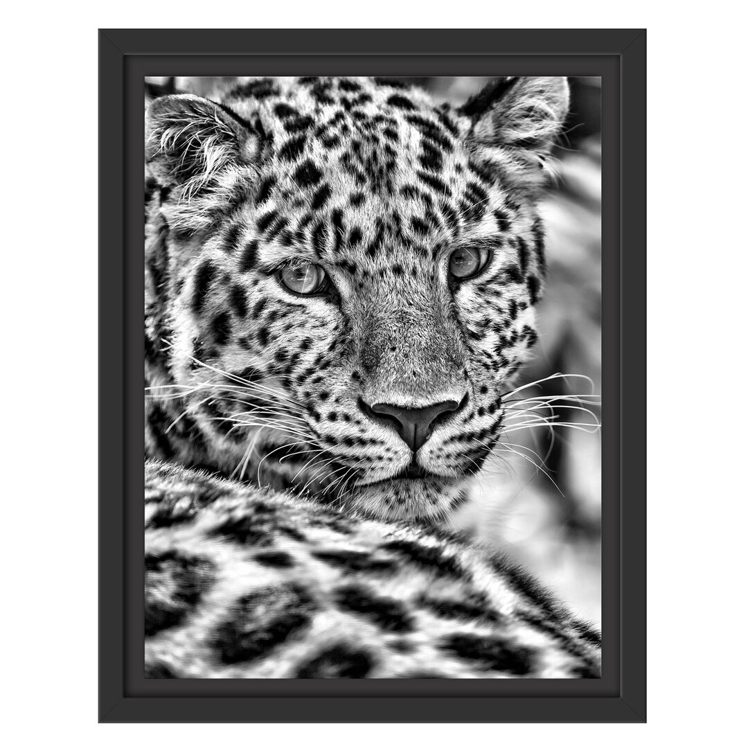 Gerahmtes Wandbild aufmerksamer LeopardSchatten