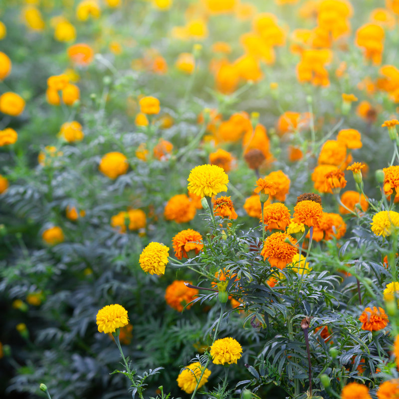 Marigold Flowers - Wrapped Canvas Print, 122cm H x 122cm W x 3.8cm D