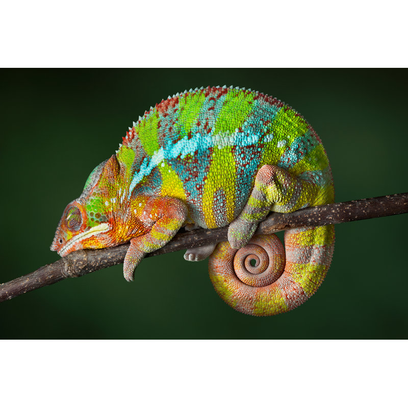 " Sleeping Chameleon ", 8" H x 12" W x 1.25'' D
