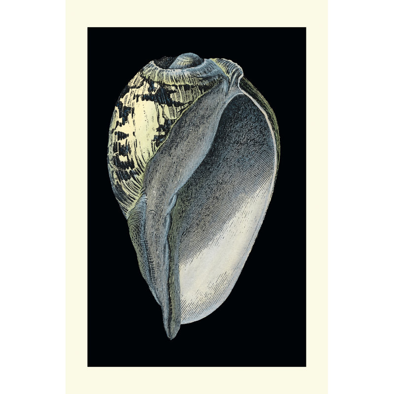 Treasures of the Sea VI 1 Piece Wrapped Canvas Wall Art, 76cm H x 51cm W x 3.8cm D