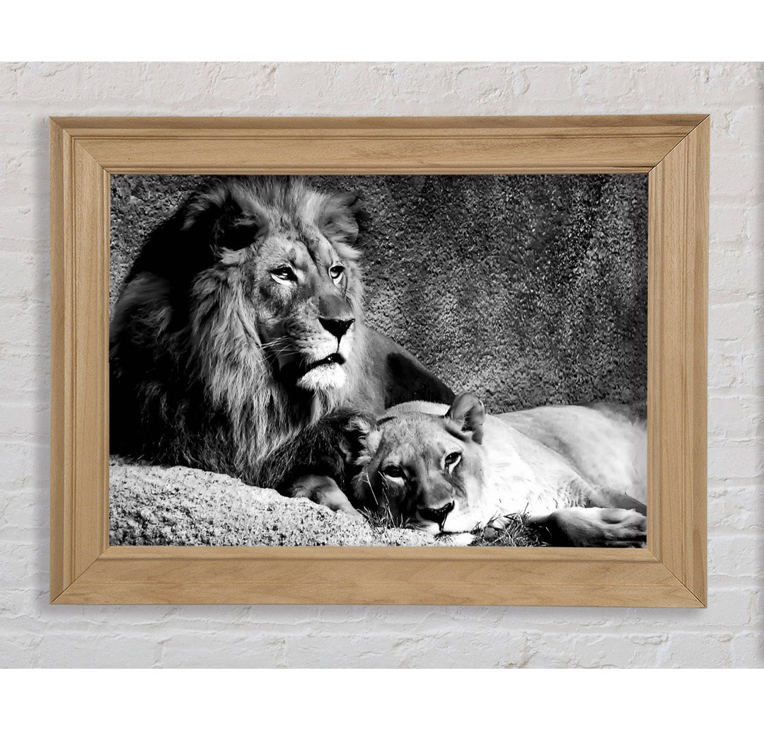 Lion Family Bond - Bilderrahmen Kunstdrucke