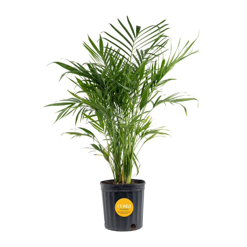 Cat Palm in Nursery Pot