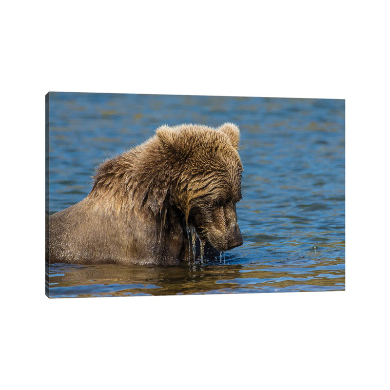 Grizzly Or Brown Bear (Ursus Arctos), Moraine Creek (River), Katmai NP And Reserve, Alaska by Michael DeFreitas - Wrapped Canvas Print