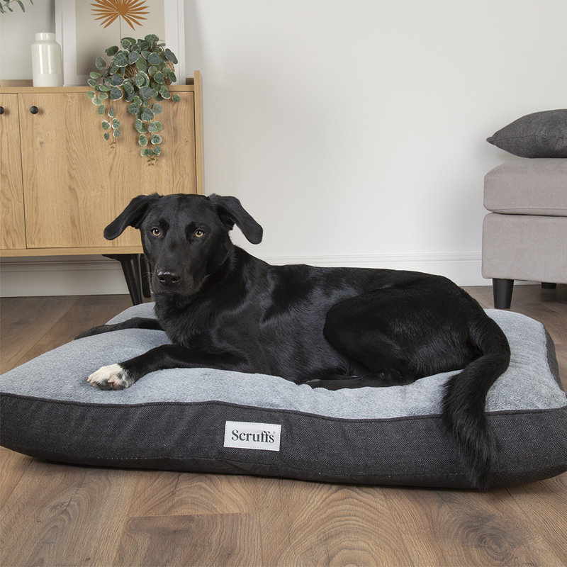Scruffs Harvard Orthopedic Dog Bed - For Ultra Support & Comfort, Graphite Grey, 20cm H x 100cm W x 70cm D