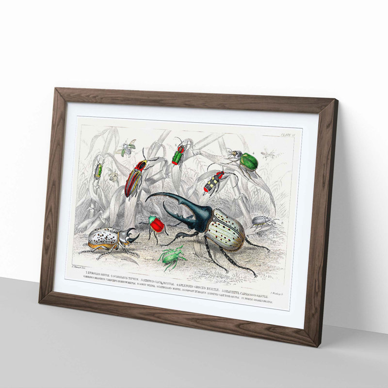 Assortment Of Beetles PL. 71 by Oliver Goldsmith - Single Picture Frame Painting, 45cm H x 63cm W x 2cm D, Walnut