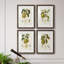 Vintage Pears I - ensemble de 4 reproductions de cadres photo-1895322398-1895322388
