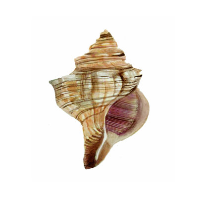 " Neutral Shell Collection 1 "