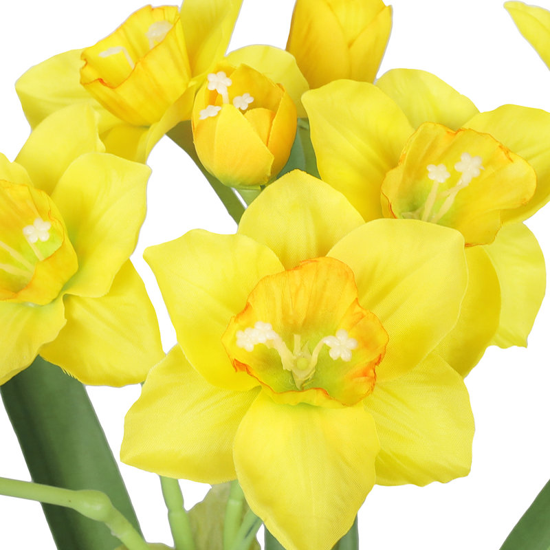 Tulipes, Jaune