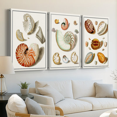 Collected Shells I  -Custom Wrapped Gallery Canvas - 3 Pieces