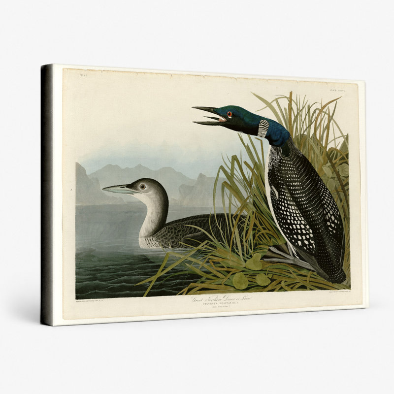 Great Northern Diver or Loon (Plate 306) — Landscape Canvas Wall Art, 14" W x 11" H