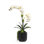Orchid Floral Arrangement in Pot