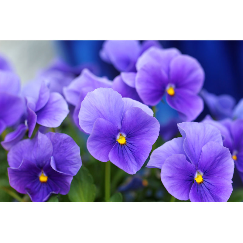 Pansies by Fotolinchen - Wrapped Canvas Print, 81cm H x 122cm W