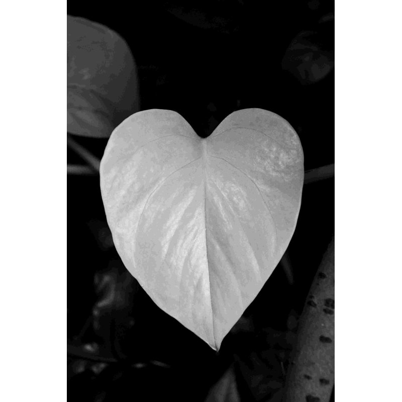 " Heart 2 ", 18" H x 12" W  
