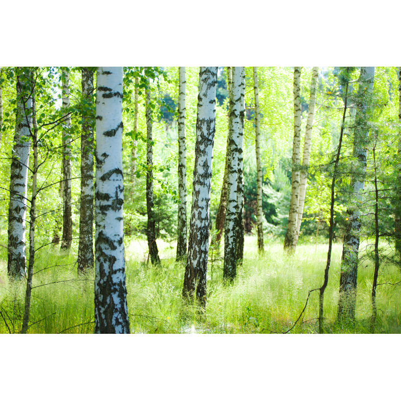 Spring Birch Forest by Konradlew - Wrapped Canvas Print, 61cm H x 91cm W
