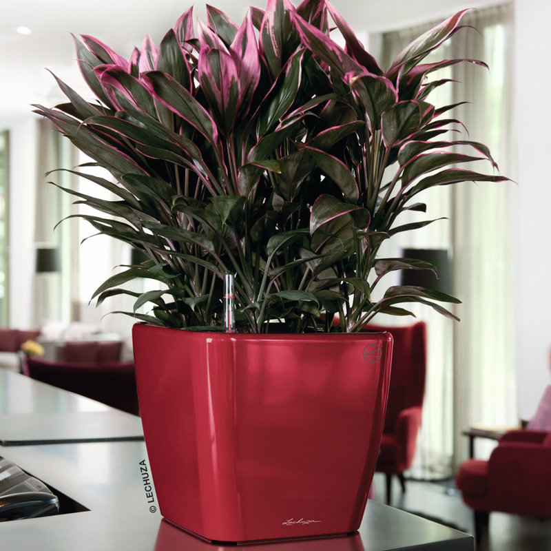Quadro Premium Pot Planter, 40cm H x 43cm W x 43cm D, Scarlet Red