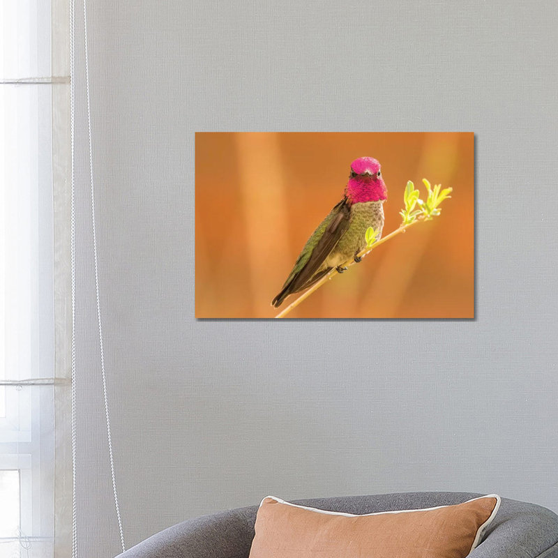 USA, Arizona, Arizona-Sonora Desert Museum. Male Anna's hummingbird displaying. 1 Piece Wrapped Canvas Wall Art