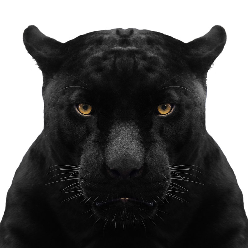 Black Panther Close-Up - Wrapped Canvas Print, 30cm H x 30cm W x 3.8cm D
