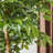Amee 61" H Creative Shaped Faux Ficus Tree in Pot