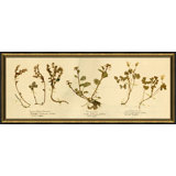 Pressed Botanical 13 Painting
