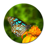 Beautiful Butterfly Print