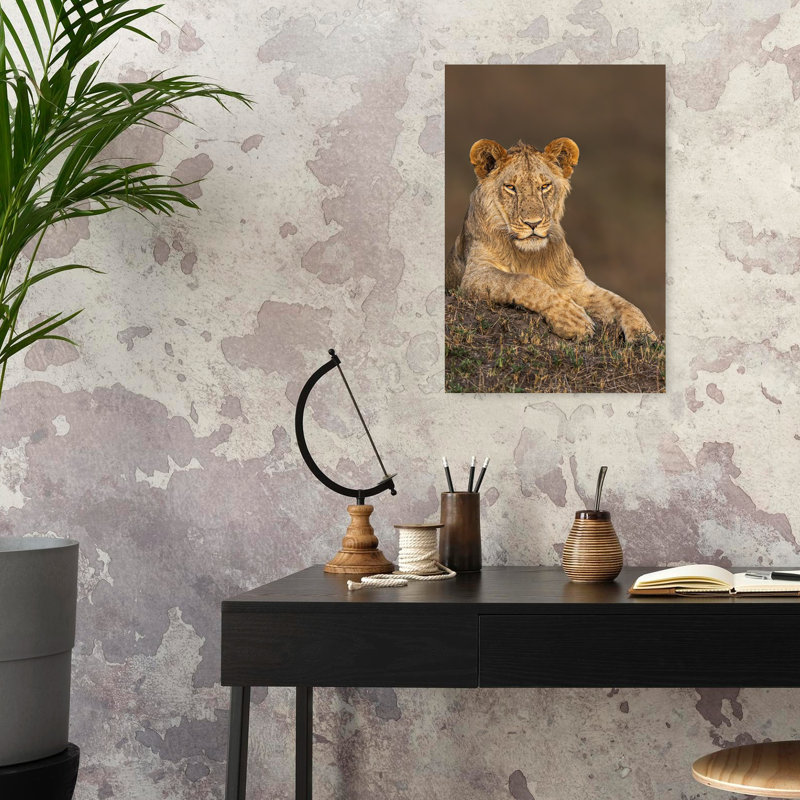 Young Lion Resting Contemporary Wall Art Print 1 Piece Wrapped Canvas Wall Art, 60.96cm H x 40.64cm W
