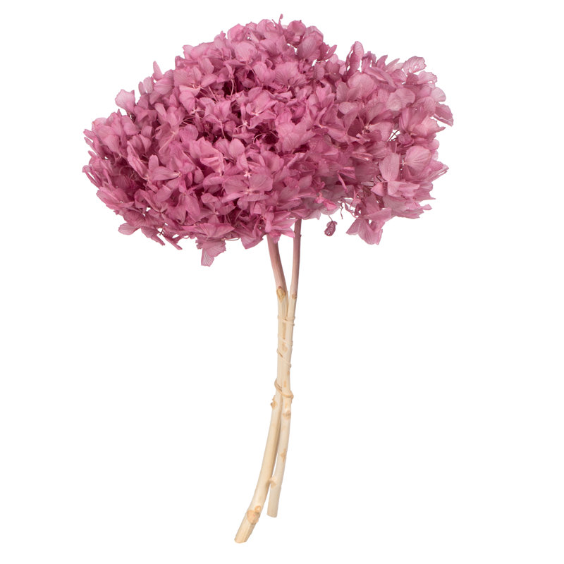 Natural Botanicals 15" Hydrangea with Multiple Branch Segments, Preserved, Brombeer
