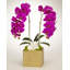 Orchid in Planter-1846719862