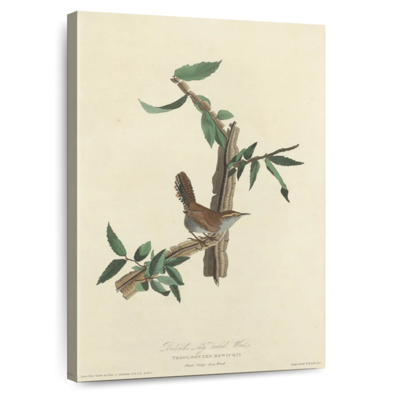 Keiri Bewick's Wren, 48" H x 32" W