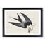 Swallow-Tailed Hawk & Snake by John James Audubon - Framed Print-55642134-55642135