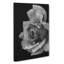Rose Flower - Wrapped Canvas-56659899