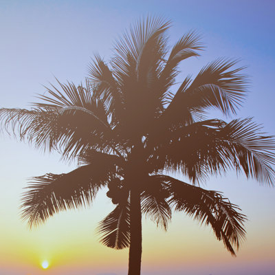 The Sun Rising Over A Coconut Palm Tree by Happydancing - Wrapped Canvas Print
