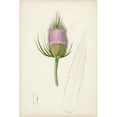 Botanical Sketches VIII - Graphic Art Print