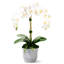 Rosalyn Realtouch Orchid in Cement Vase-1418423828