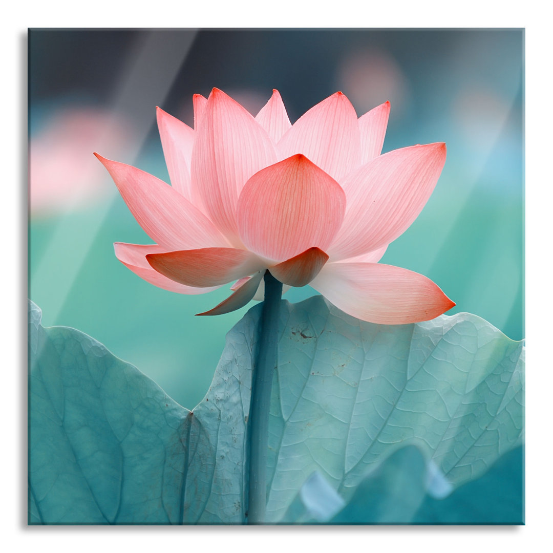 Glasbild Delicate Lotus