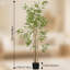 Faux bambou 70,75 po en pot