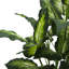 Plante de feuillage artificiel en marbre dieffenbachia