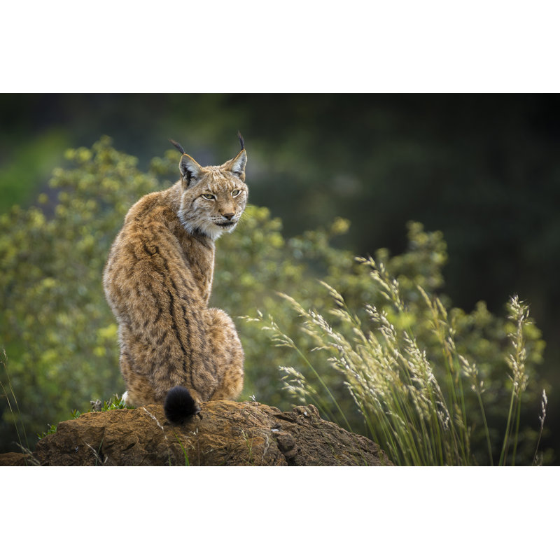 Lynx Portrait - Wrapped Canvas Print, 30cm H x 46cm W x 3.8cm D