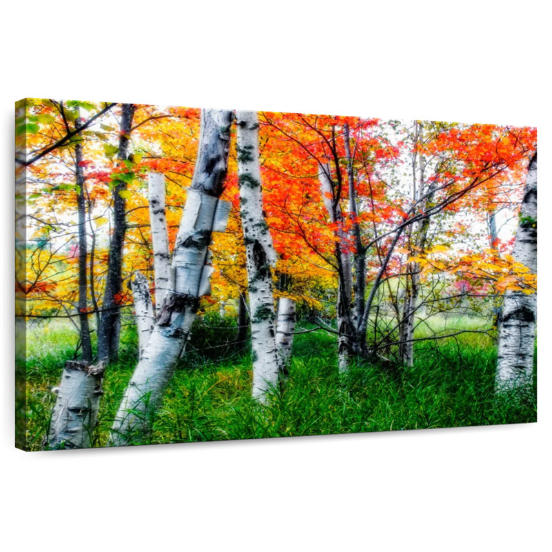 Bouleaux Alvord en lumière diffusée en automne, H 26 po x l 39 po