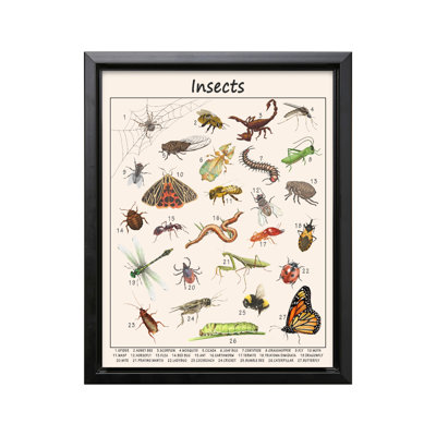Insects