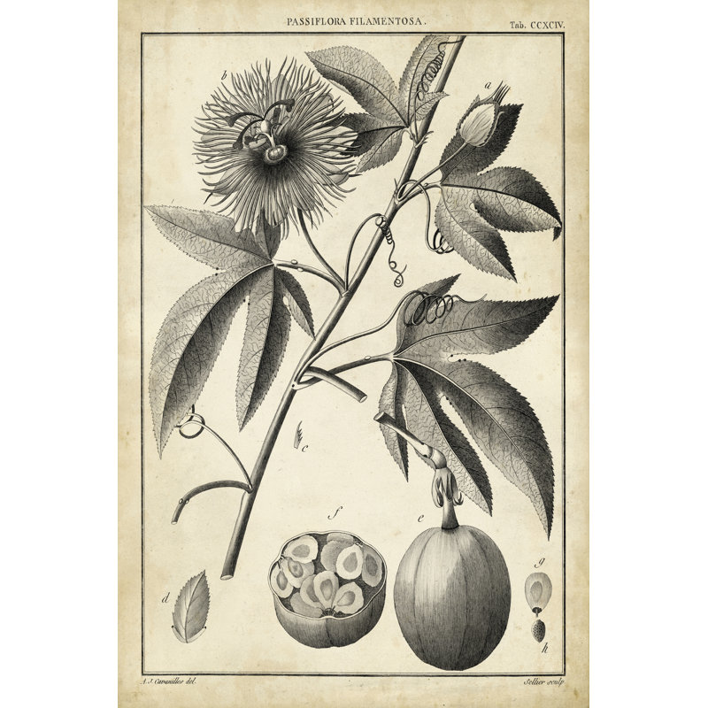 Passiflora I - Wrapped Canvas Print, 46cm H x 30cm W