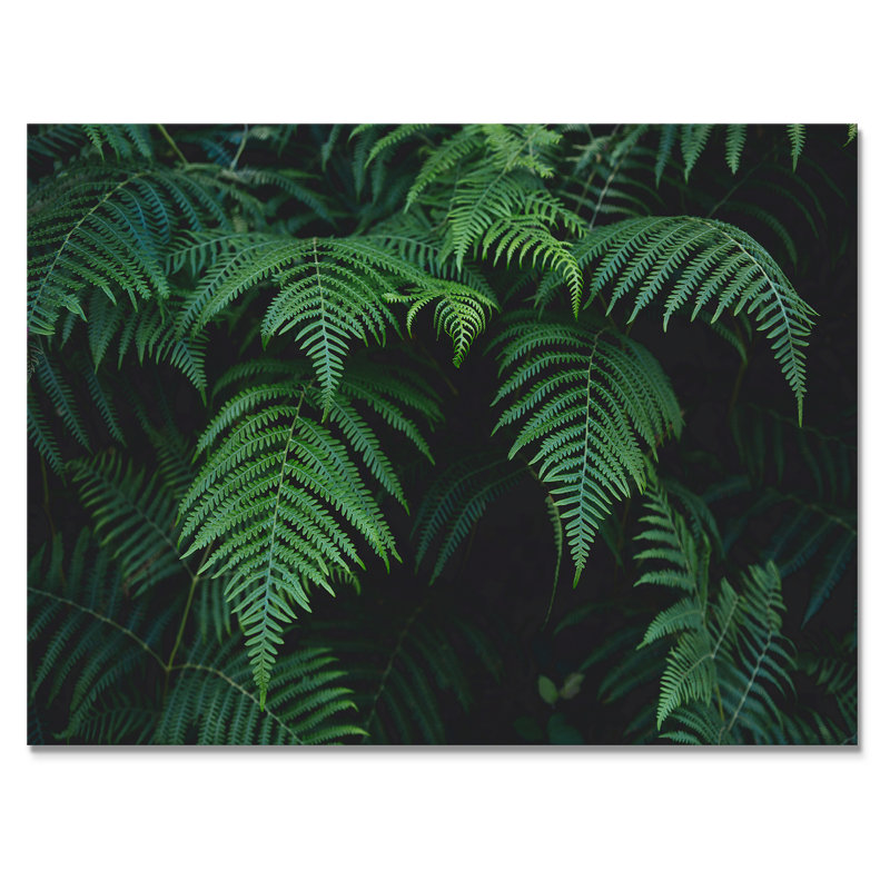 Fougères vert foncé dans la forêt I - photographie sur toile, H 24 po x l 32 po, Toile tendue