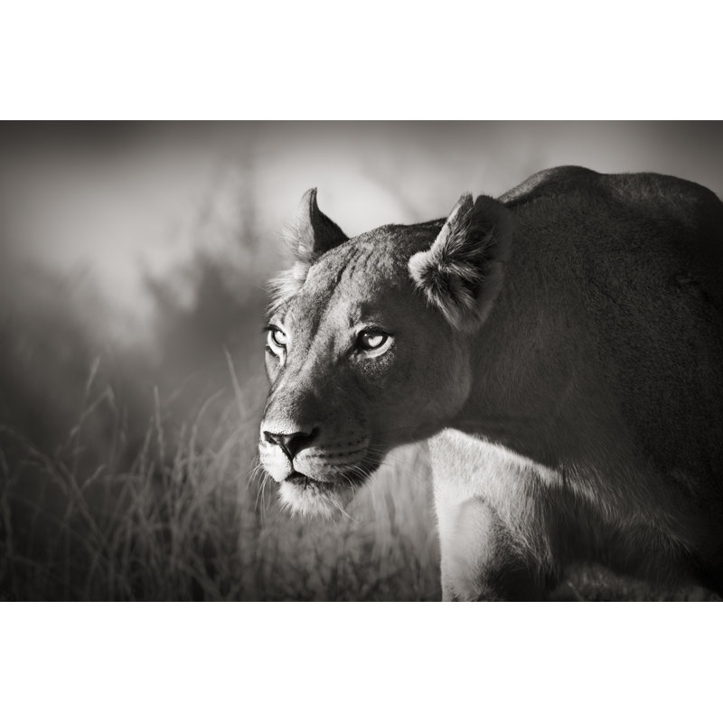 Lioness Stalking - Wrapped Canvas Print, 51cm H x 76cm W