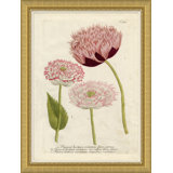 Flora In Pink 3 by Soicher Marin Archives