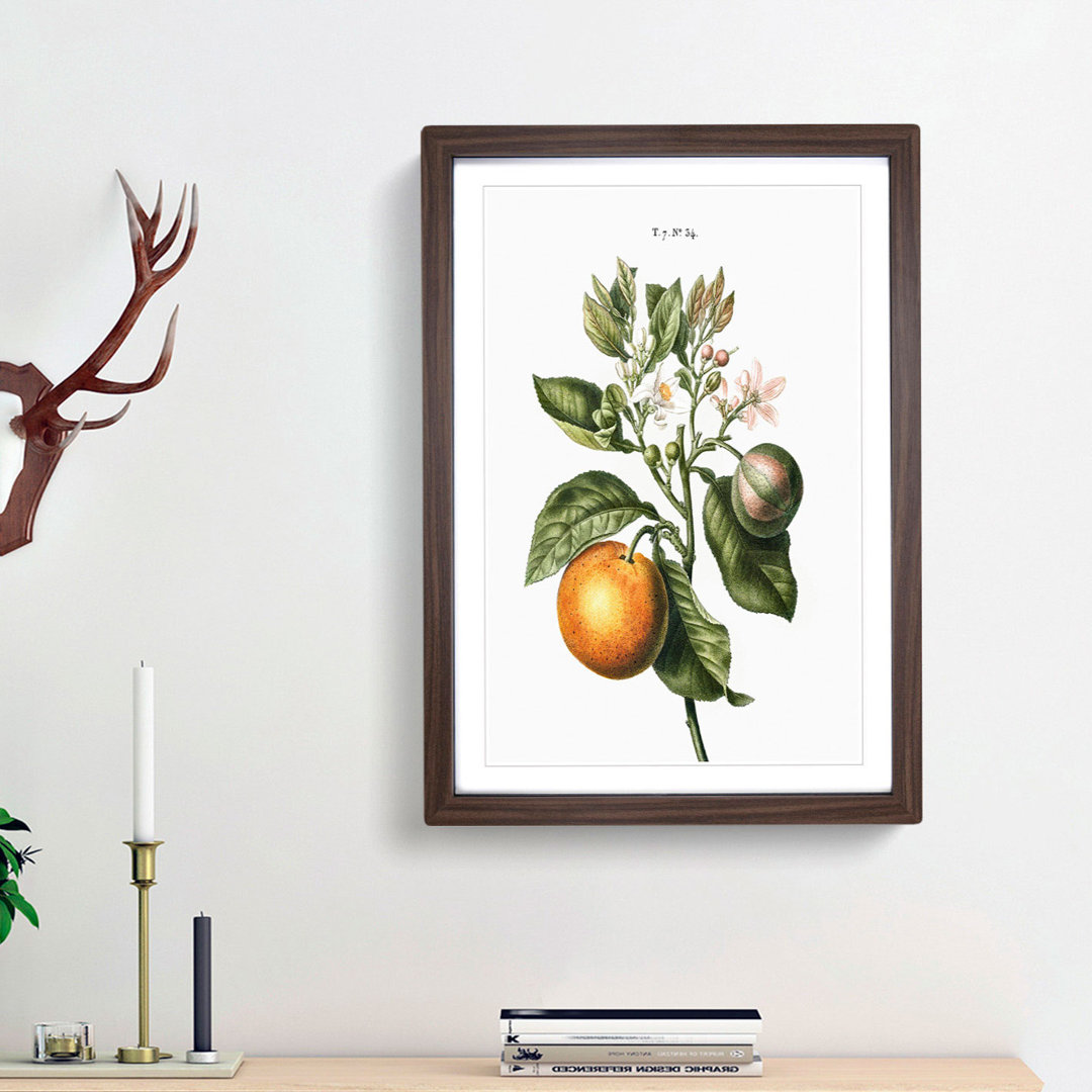 Bitter Orange Tree with Flowers by Pierre-Joseph Redoute - Picture Frame Art Print