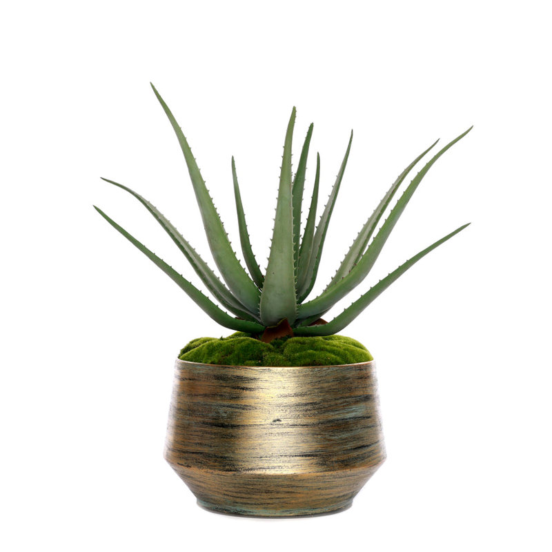 1 Plant