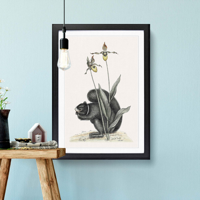 Black Squirrel by Mark Catesby - Picture Frame Painting Print, Black Framed, 36cm H x 27cm W x 2cm D