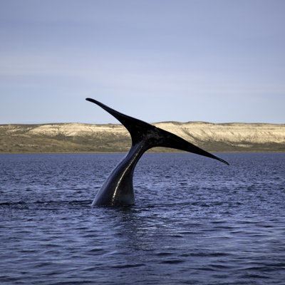Whale Tail by Nicolamargaret